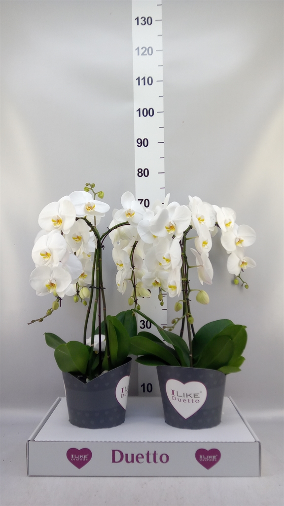 Phalaenopsis White 2 Stem 17Ø 60cm
