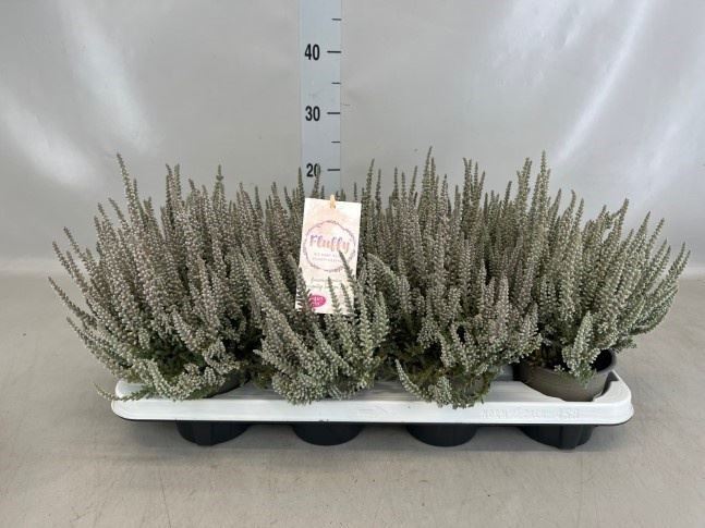 Calluna Garden Girls Fluffy 12Ø 20cm