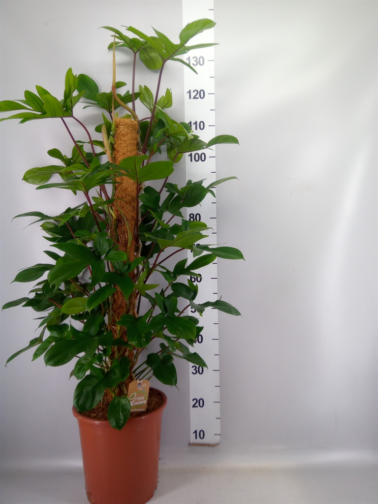 Philodendron Pedatum 27Ø 120cm