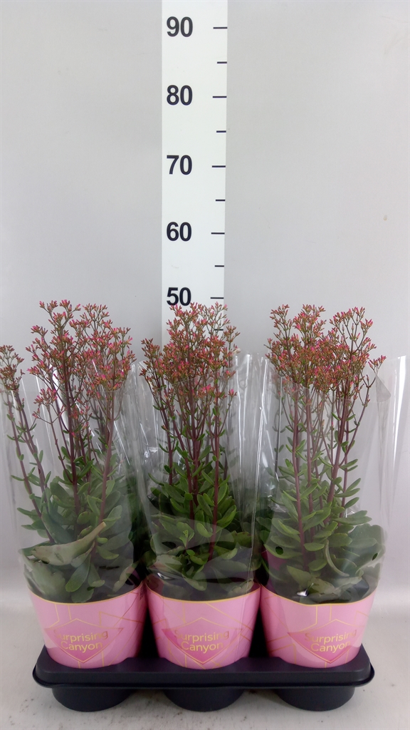 Kalanchoe Wild Flowers Surprising Canyon 14Ø 40cm