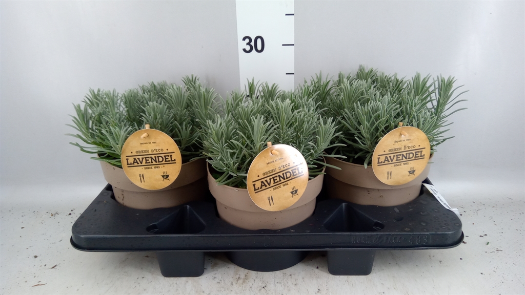 Lavandula Grosso 19Ø 20cm