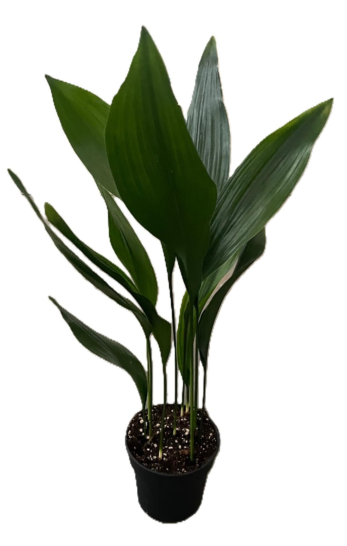 Aspidistra Elatior 17Ø 75cm