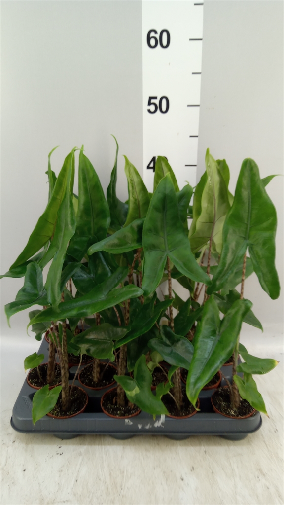 Alocasia Zebrina 7Ø 30cm