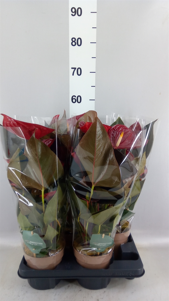Anthurium Delicata 14Ø 50cm