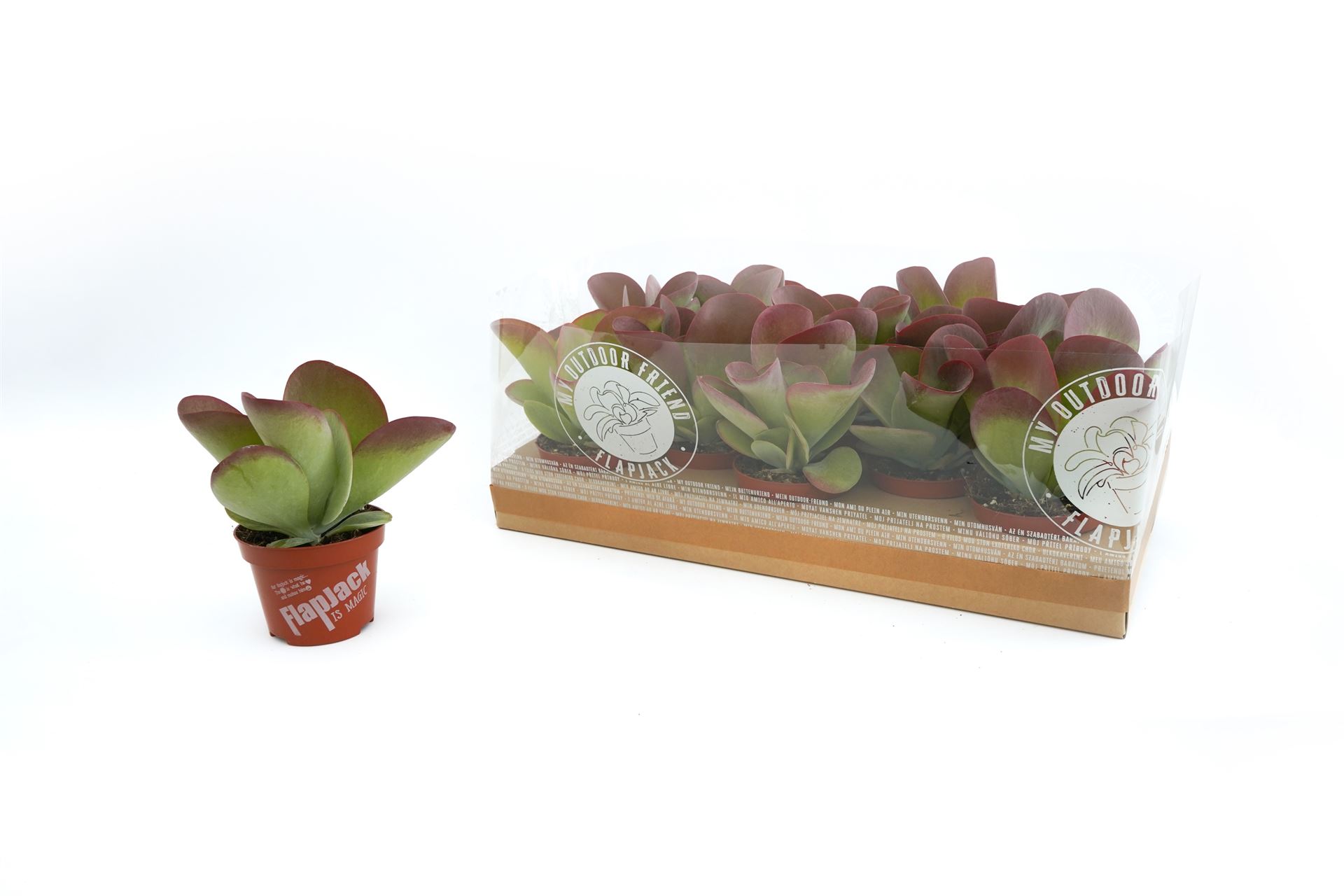 Kalan Ov Thyrsiflora 510Ø 20cm