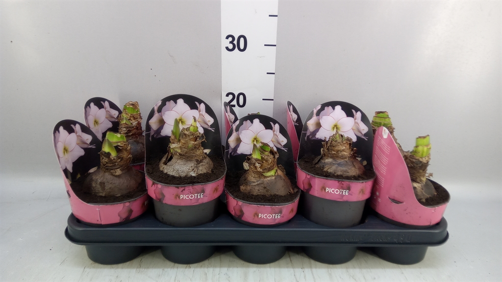 Hippeastrum Picotee 12Ø 25cm