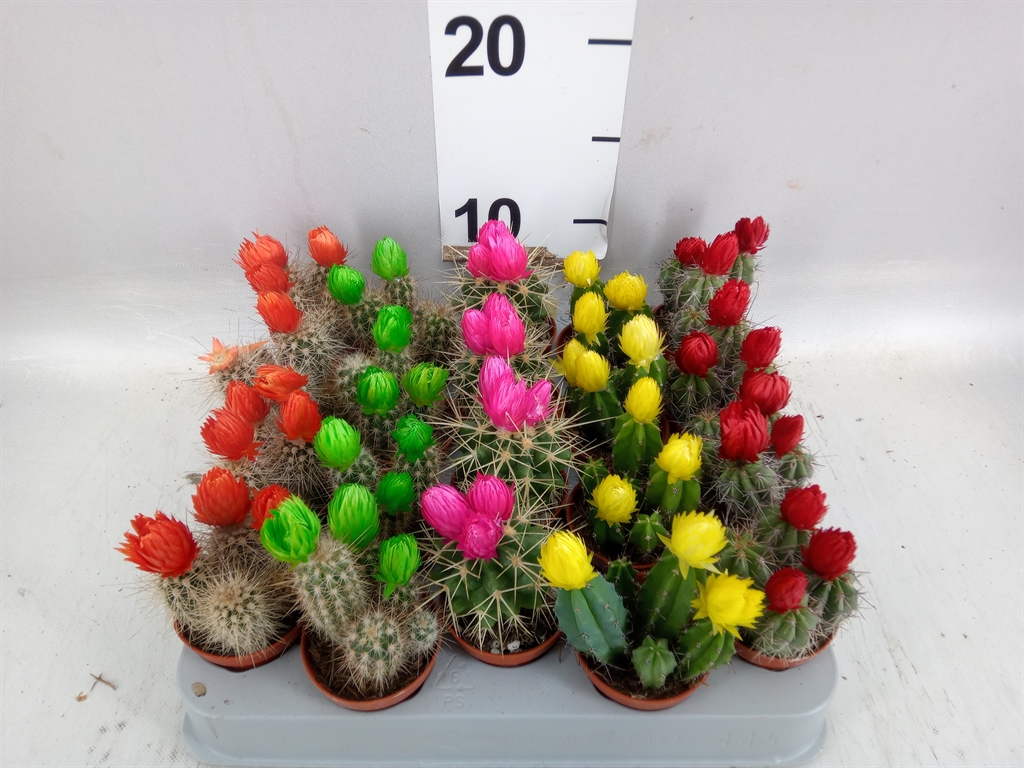 Cactus Decorated 5Ø 8cm