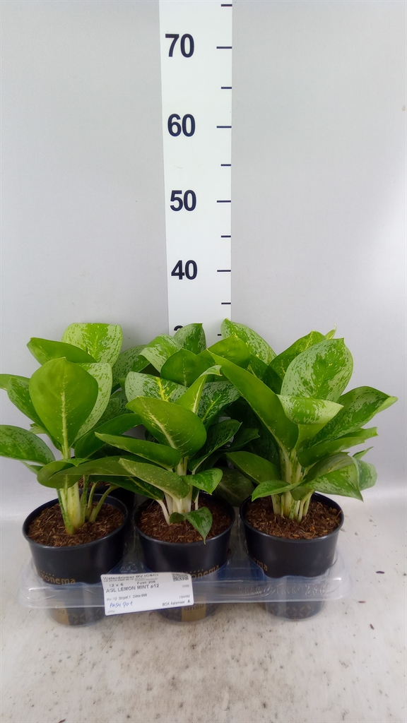 Aglao Lemon Mint 12Ø 40cm