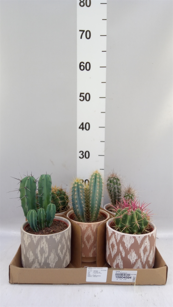 Cactus Overig 14Ø 35cm