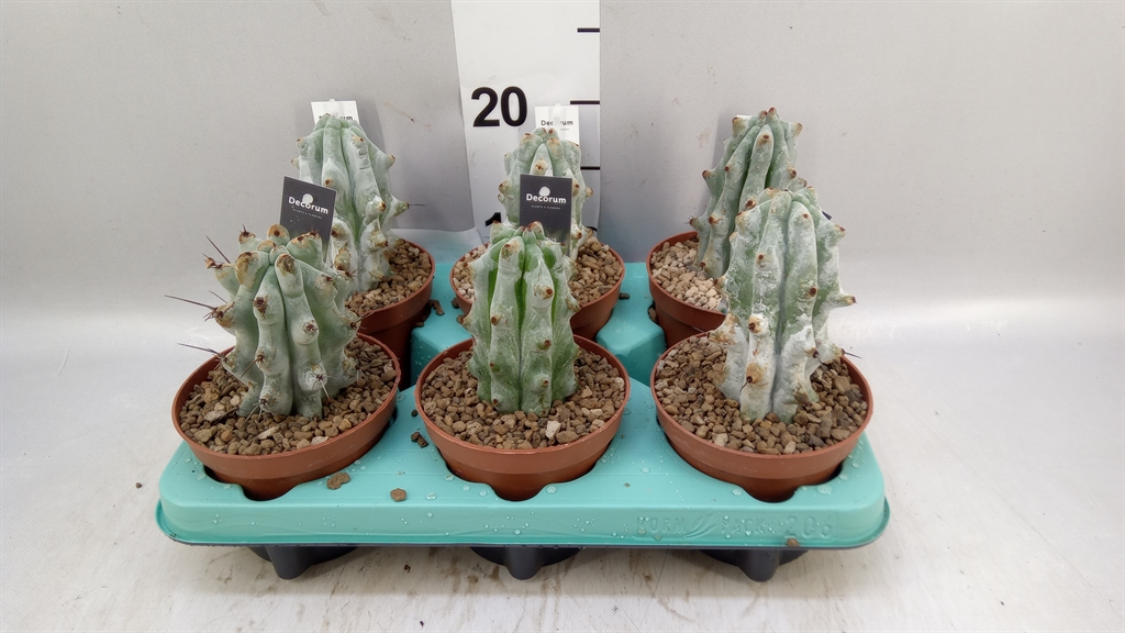 Cactus Overig 12Ø 18cm