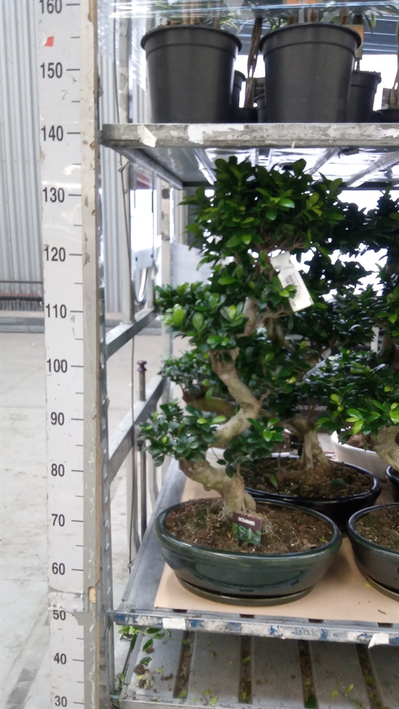 Ficus Microcarpa Ginseng 45Ø 85cm