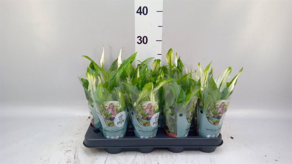 Spath Pearl Cupido 7Ø 24cm