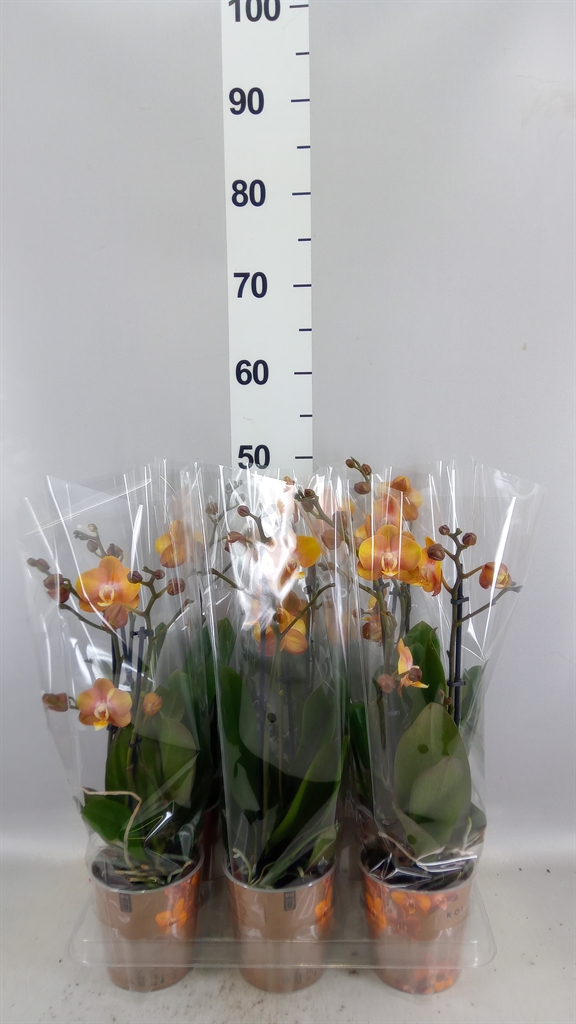 Phalaenopsis Multiflora Las Vegas 12Ø 40cm 3st