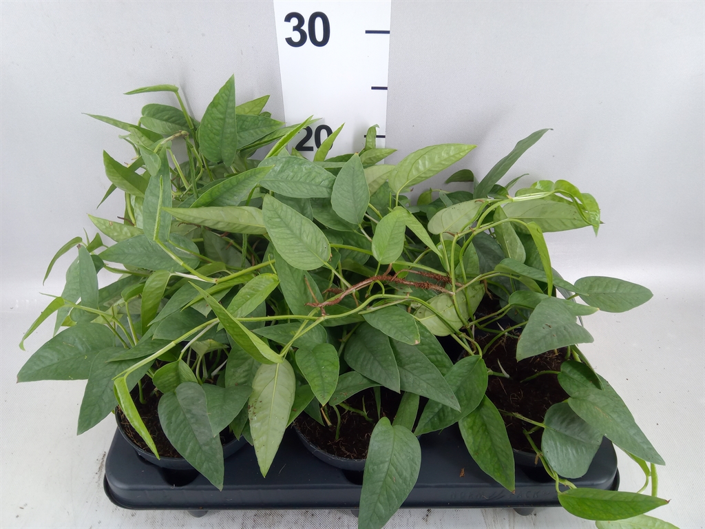 Epipremnum Cebu Blue 12Ø 20cm