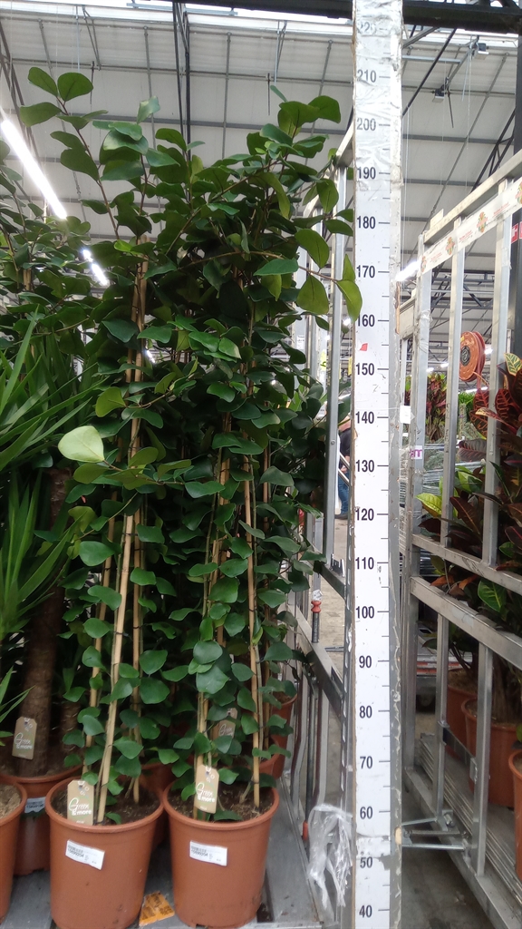 Ficus Natalensis Trinova 27Ø 170cm