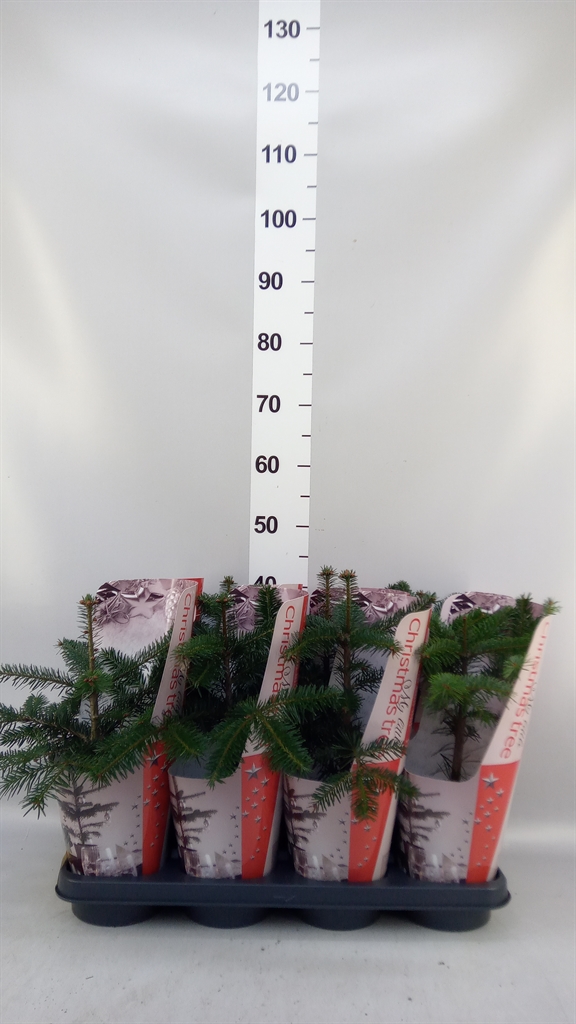Abies Nordmanniana 15Ø 50cm