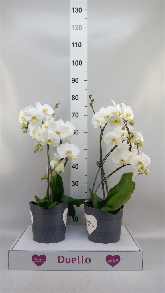 Phalaenopsis White 2 Stem 17Ø 60cm