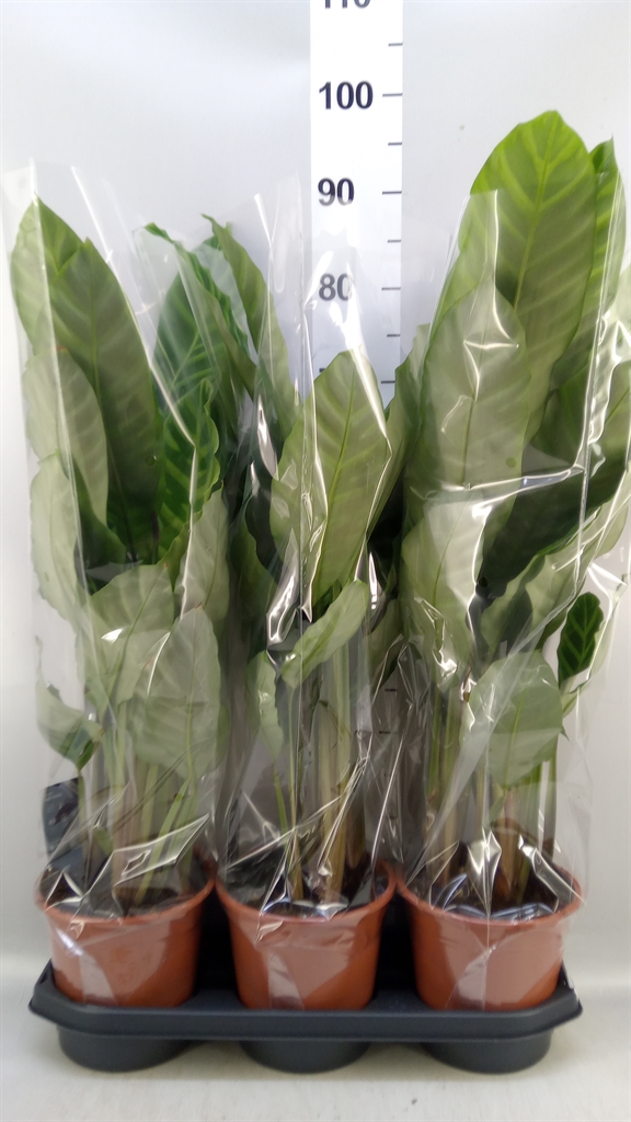 Calat Zebrina 19Ø 75cm
