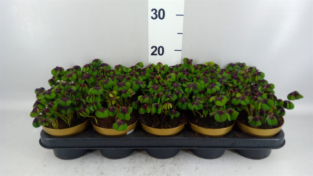 Oxalis Deppei 12Ø 16cm