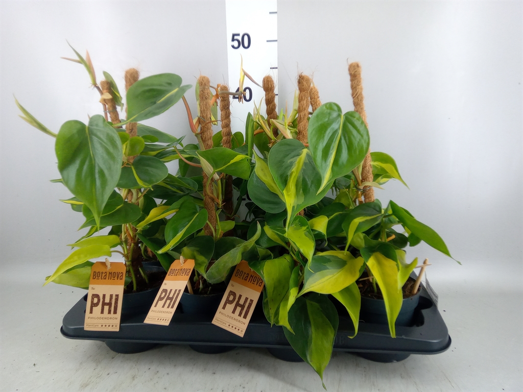 Philodendron Scandens Brasil 12Ø 40cm