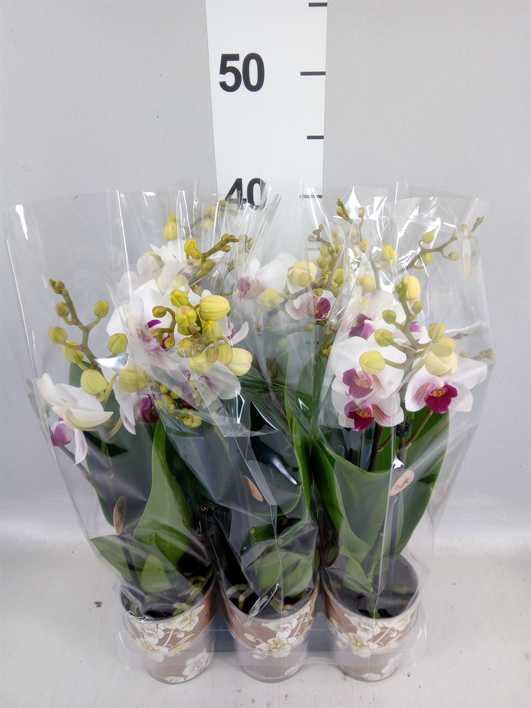 Phalaenopsis Multiflora Safe Haven 9Ø 40cm 2st