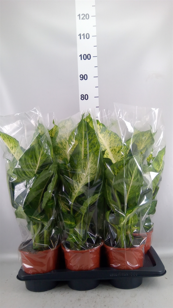 Dieffenbachia Mars 17Ø 65cm