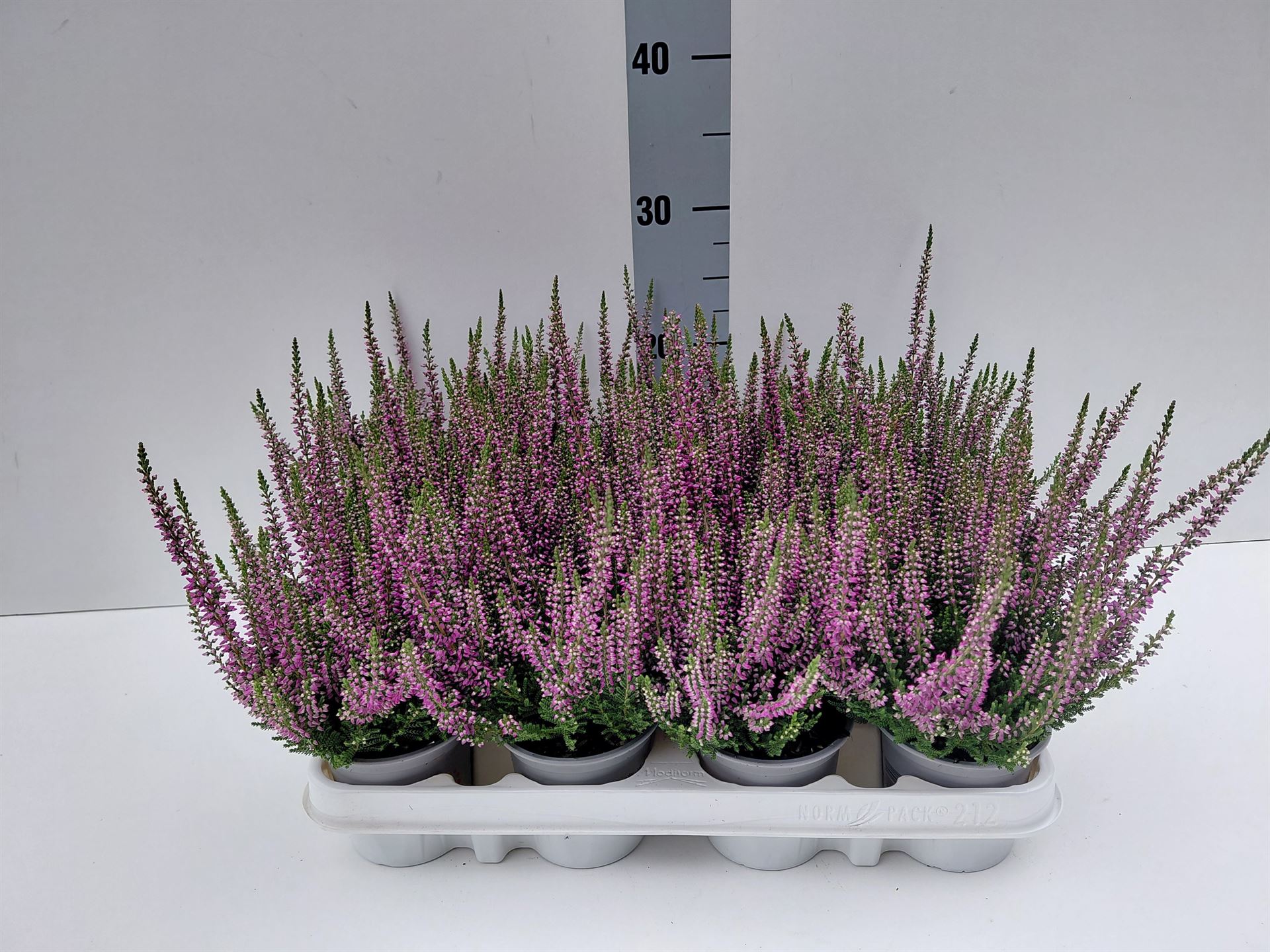 Calluna Vulgaris Beauty Ladies Linda 9Ø 20cm