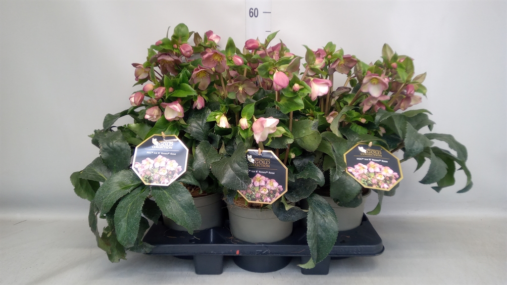 Helleborus Hgc Ice N' Roses Rose 19Ø 35cm