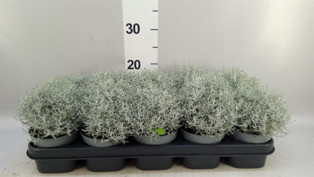 Leucophyta Brownii 12Ø 20cm