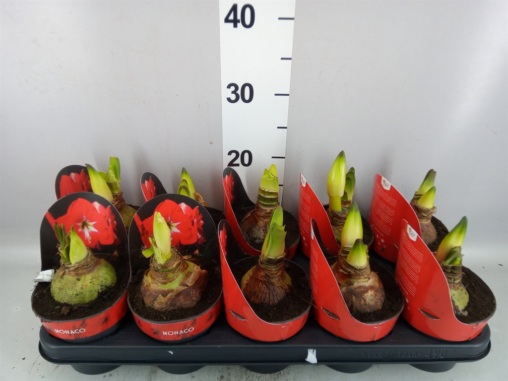 Hippeastrum Monaco 12Ø 25cm