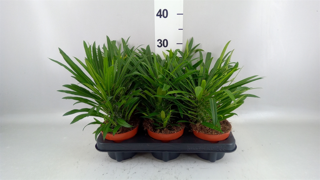 Pachypodium Lamerei 12Ø 31cm