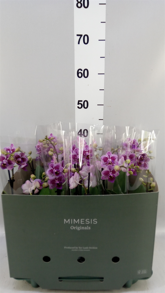 Phal Ov 12Ø 50cm