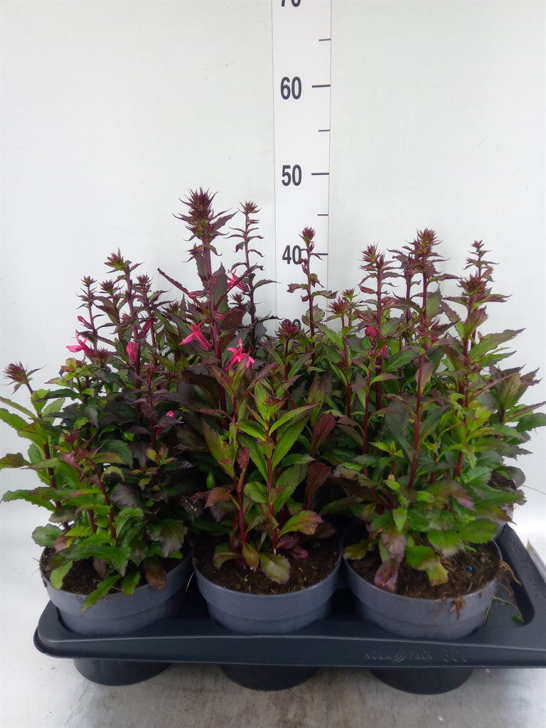 Lobelia Fan Cinnabar Rose 17Ø 40cm