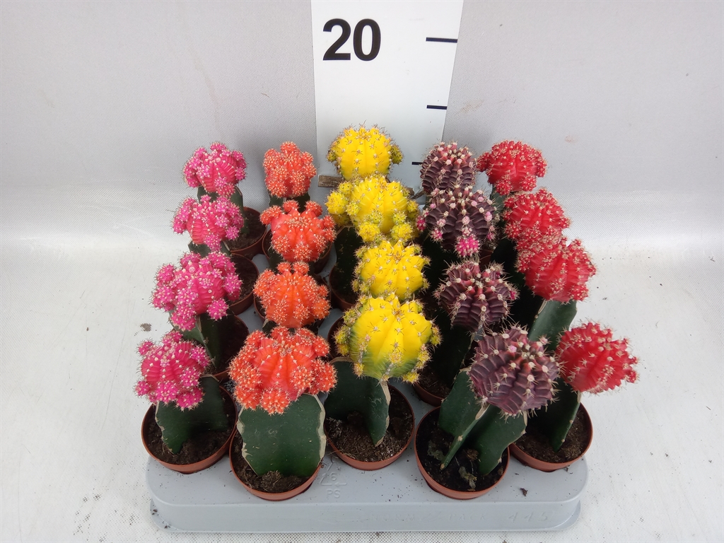 Gymnocalycium Japan Mix 5Ø 15cm