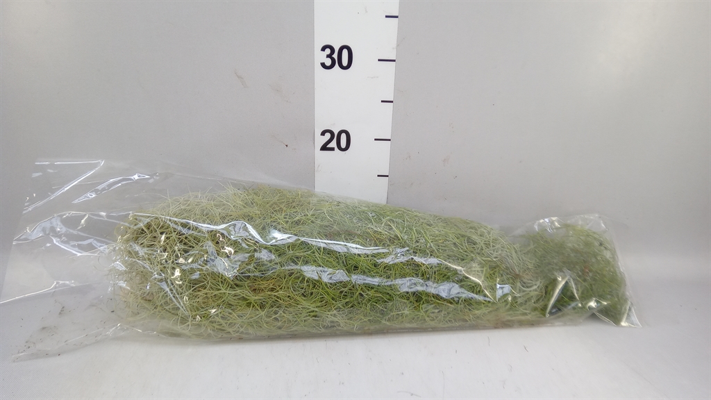 Till Usneoides