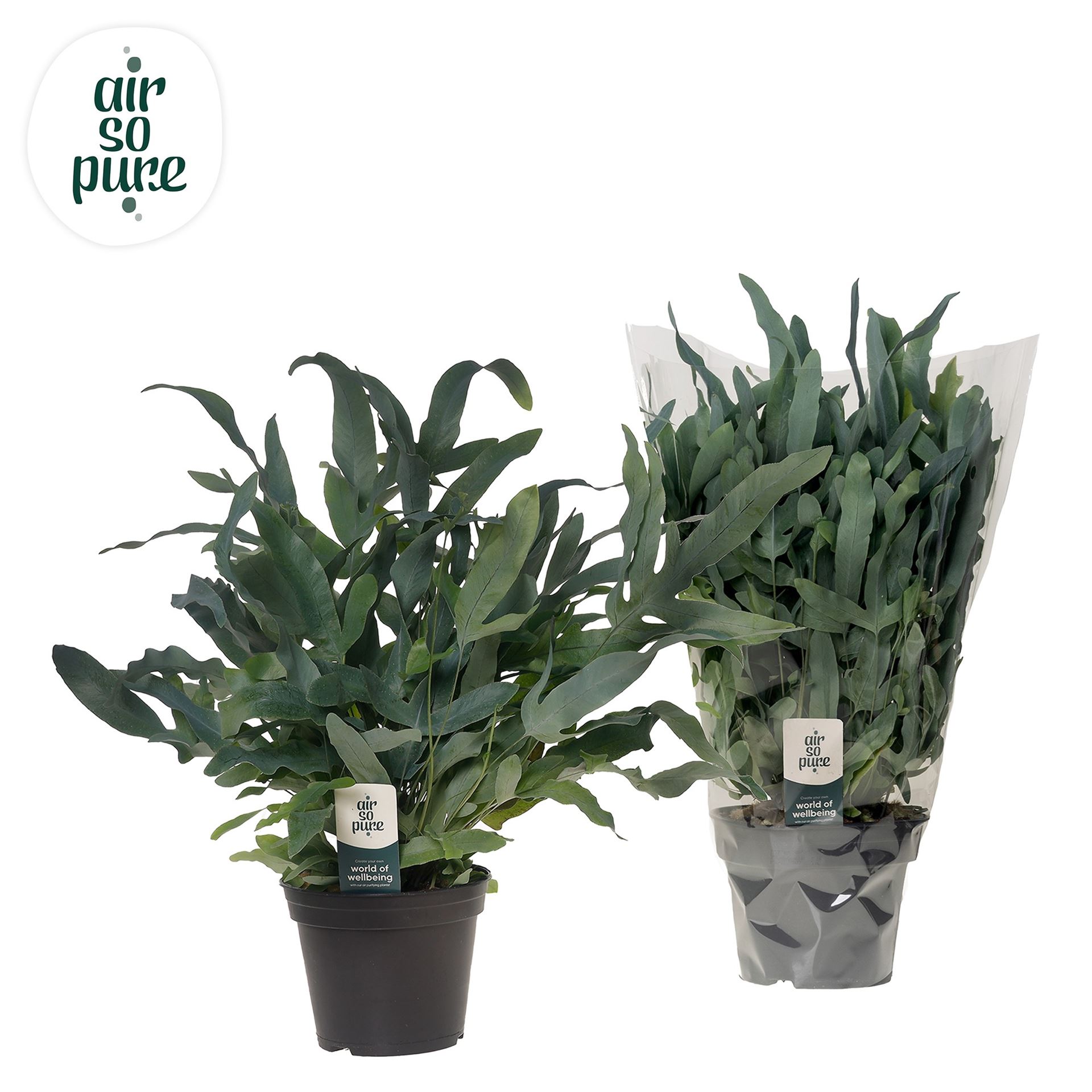 Phlebodium Blue Star 14Ø 40cm