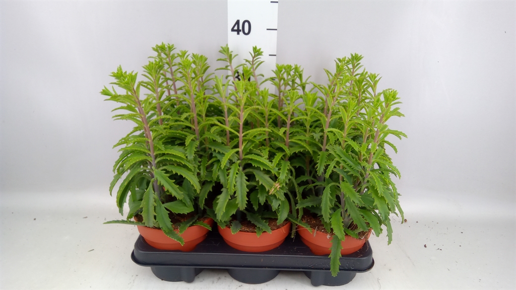 Kalanchoe Laciniata 14Ø 30cm
