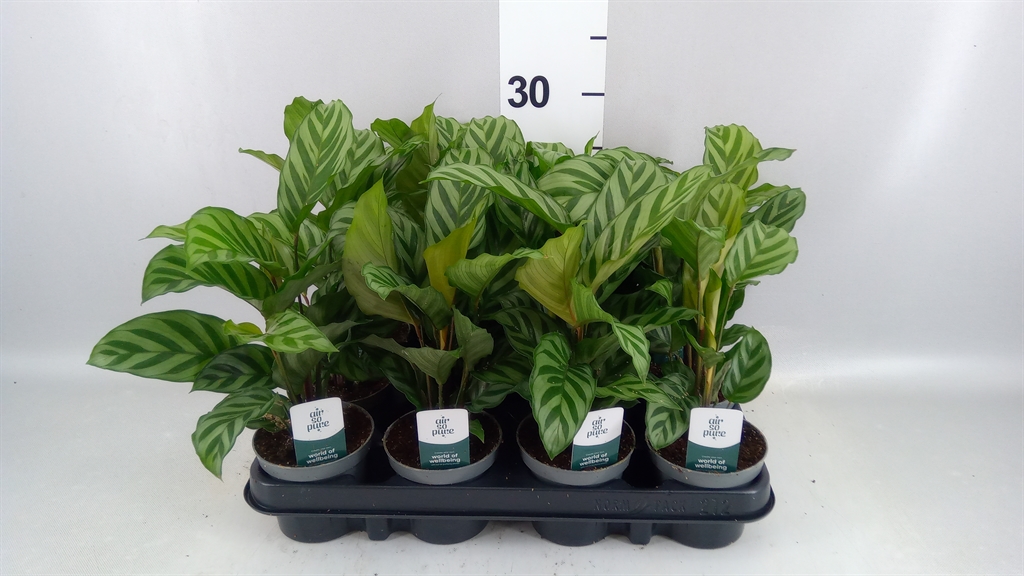 Calathea Freddie 9Ø 15cm