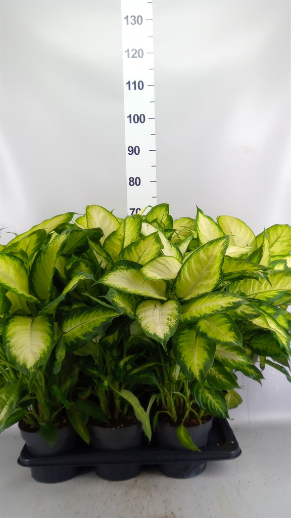 Dieffenbachia Camilla 17Ø 60cm