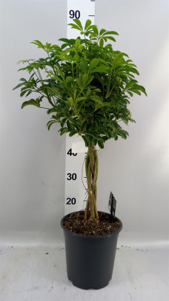 Schef Ar Luseana 21Ø 80cm