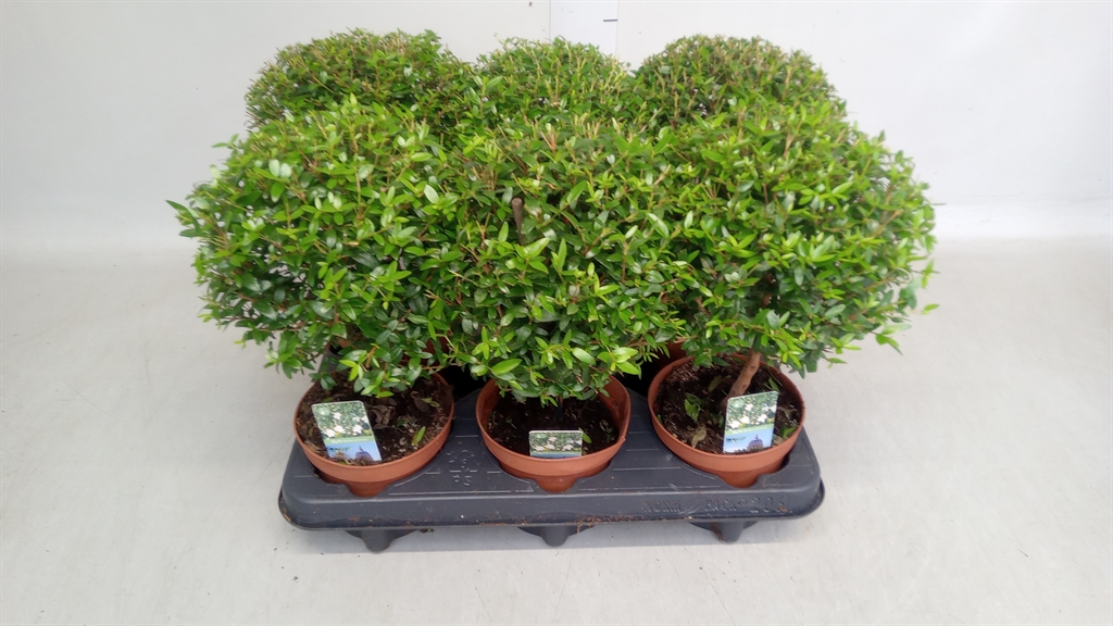 Myrtus Communis 12Ø 30cm