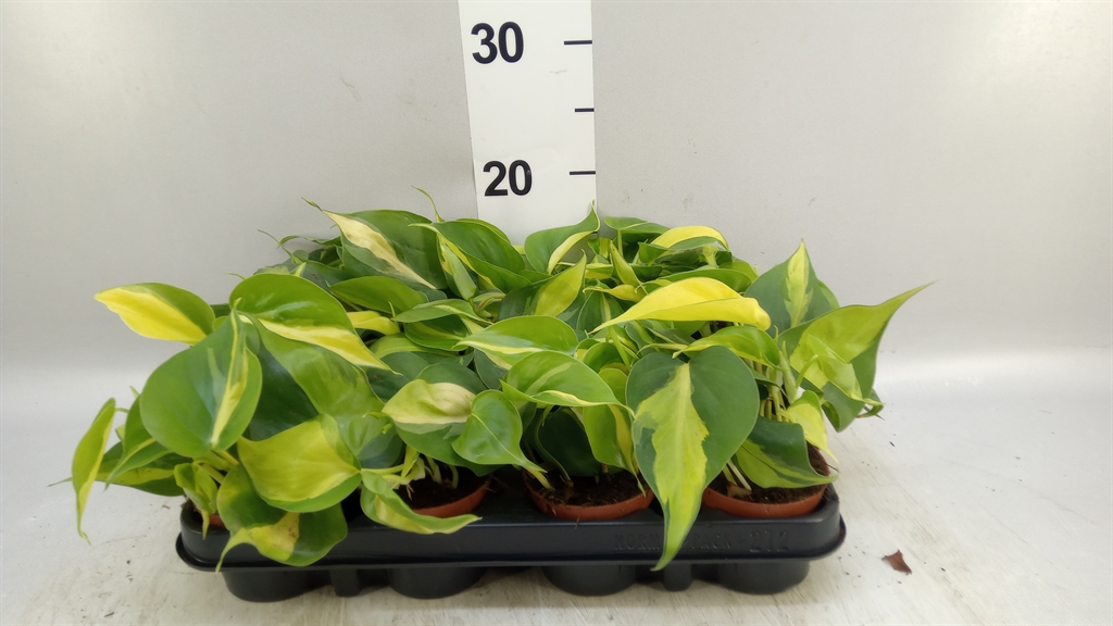 Philodendron Scandens Brasil 8Ø 15cm