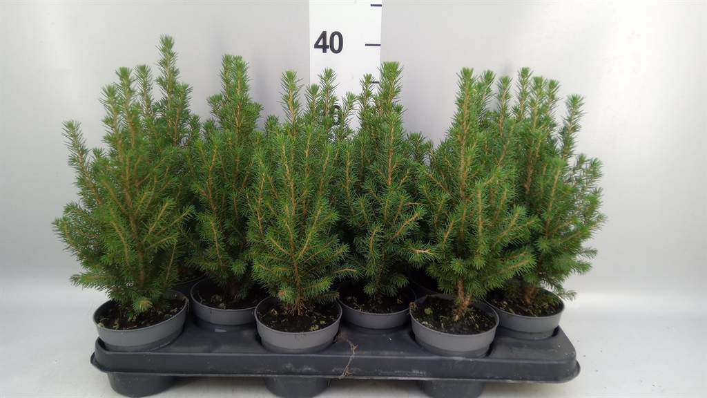 Picea Perfecta 11Ø 38cm