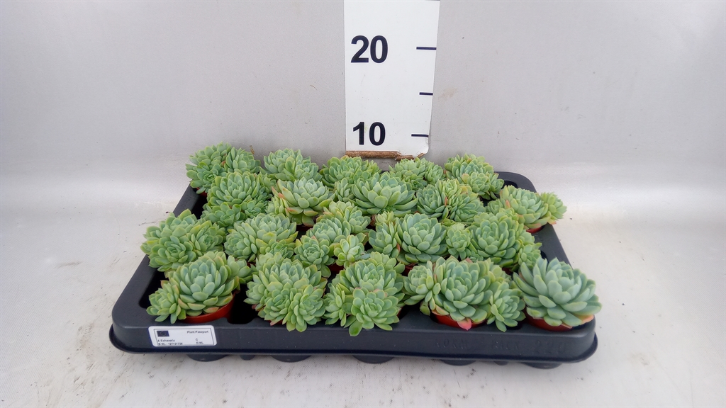 Echeveria Elegans 5Ø 7cm