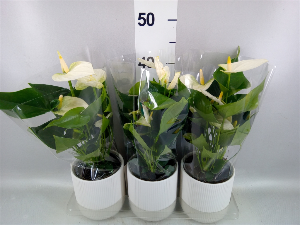 Anthu White Antedesc 12Ø 40cm