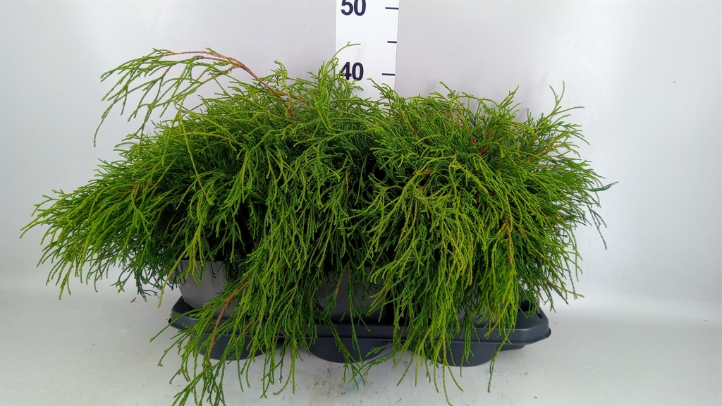 Chamaecyparis Filifera Nana 17Ø 20cm
