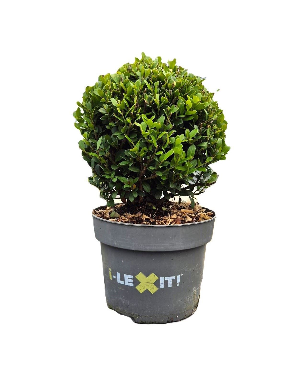 Ilex Dark Green 17Ø 30cm