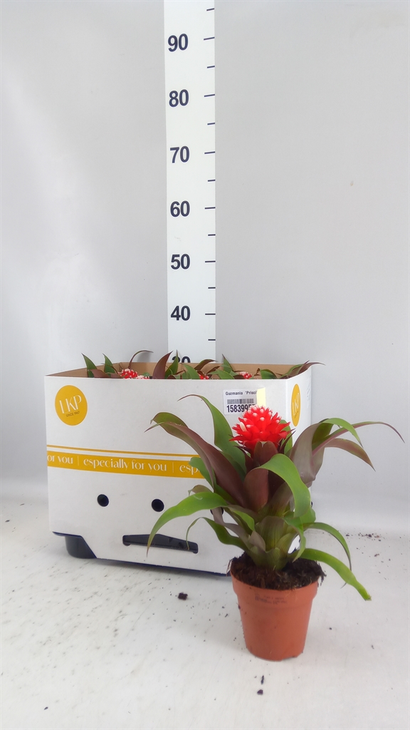 Guzmania Priscilla 10Ø 30cm