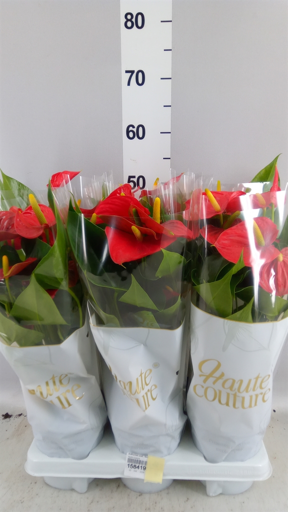 Anthurium Esudo 14Ø 50cm