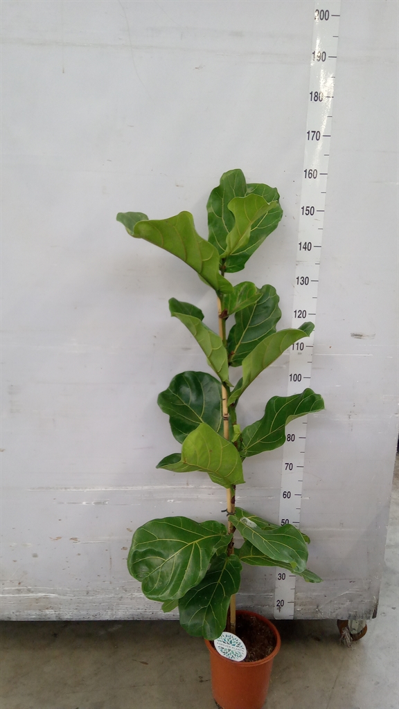 Ficus Lyrata 24Ø 160cm